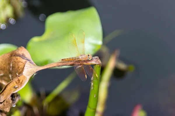Hydrobasileus Croceus 布鲁尔 琥珀翼沼泽蜻蜓从喀拉拉邦印度 — 图库照片