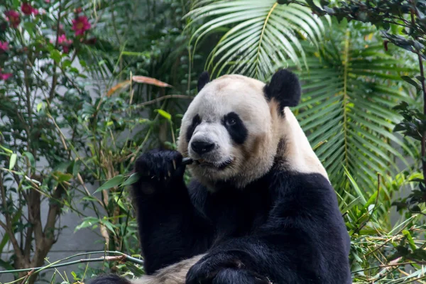 Carino Gigante Panda Mangiare Bambù Dalla Cina — Foto Stock