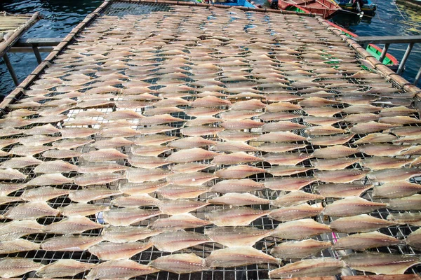 Torka Fisken Inder Solen Kina Hong Kong — Stockfoto