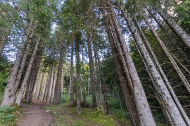 French Alps çam ve kozalaklı ağaçlar ormandan