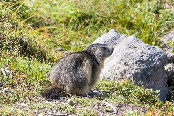 Marmotte Posant Des Alpes — Photo