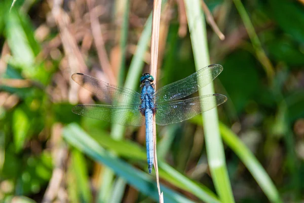 Blue Dragonfly on a leave in the wetland in Hong Kong