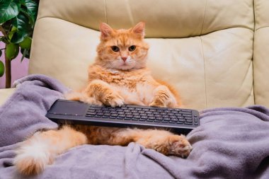 Kedi oturma onun klavye ile internet'te sörf öksürük üzerinde bir insan gibi