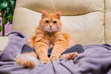 İnternette sörf kedi