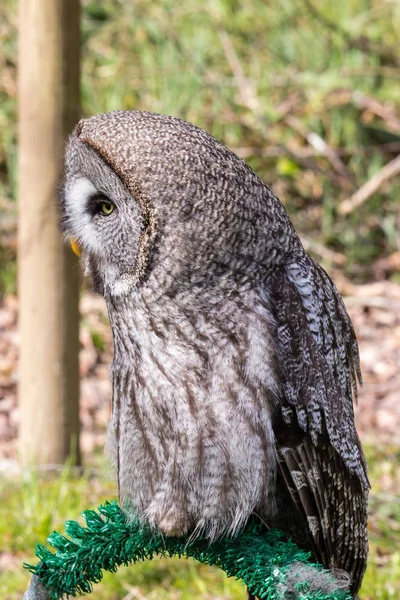 El hermoso gran búho gris posando y mirando — Foto de Stock