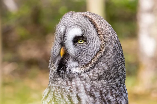 El hermoso gran búho gris posando y mirando — Foto de Stock