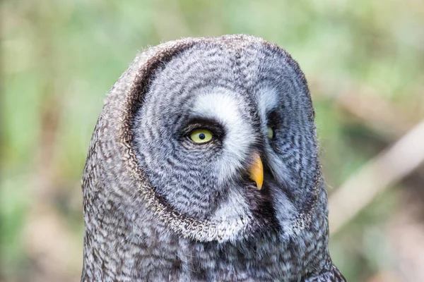 The beautiful great grey owl posing and facing — Stock Photo, Image
