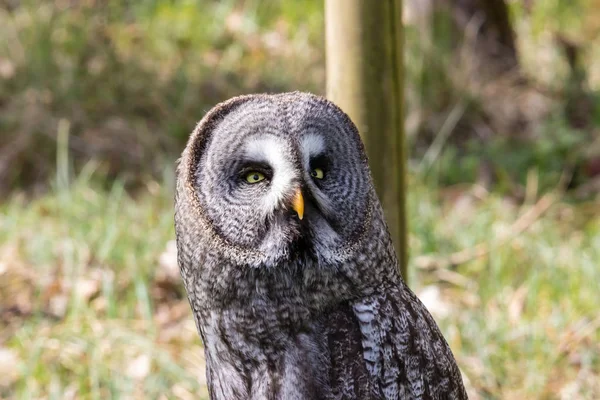 El hermoso gran búho gris posando y mirando — Foto de Stock