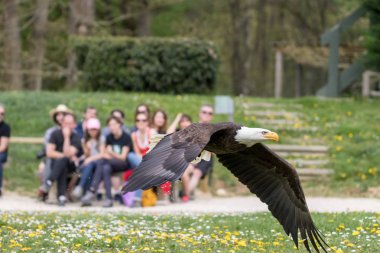 Zarif vahşi kel kartal uçan deneyim
