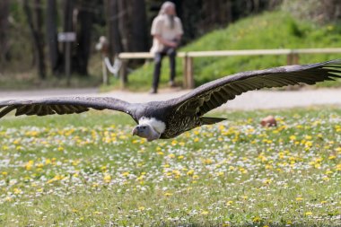 Zarafetle uçan büyük pelerin akbaba