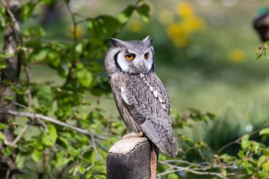 The beautiful southern white faced owl posing and facing clipart