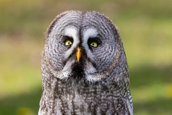 El hermoso gran búho gris posando y mirando — Foto de Stock