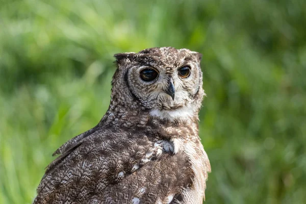 The beautiful milky eagle owl posing and facing — Stock Photo, Image