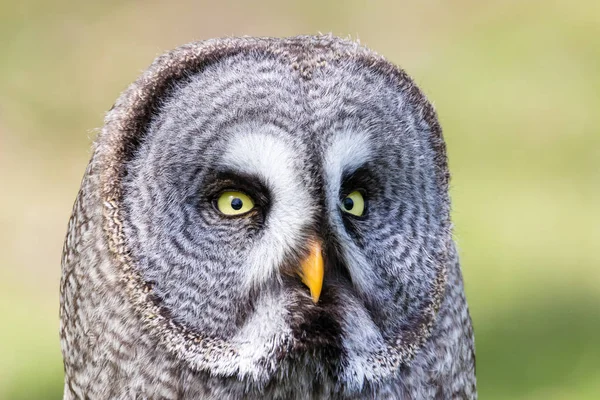 El hermoso gran búho gris posando y mirando — Foto de Stock