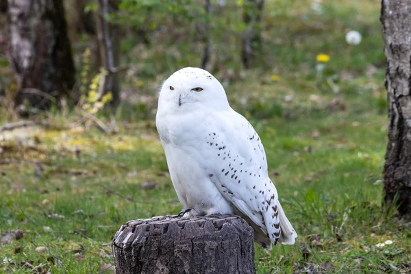 Beautiful standing portrait of the snowy owl — Stock Photo, Image