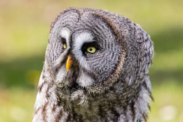 El hermoso gran búho gris posando y mirando — Foto de Stock