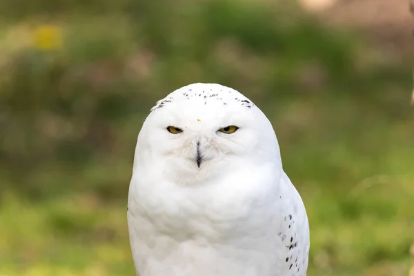 Beautiful standing portrait of the snowy owl — Stock Photo, Image