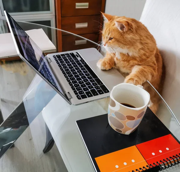 Kedi internette rahat koltuğunda sörf yapıyor.