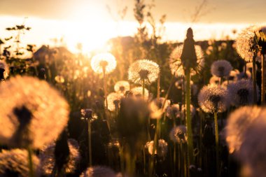 sunset Bulvarında bir yaz akşam kırsal manzara, kabarık karahindiba