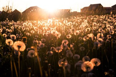 sunset Bulvarında bir yaz akşam kırsal manzara, kabarık karahindiba