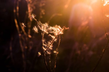 sunset Bulvarında bir yaz akşam kırsal manzara, kabarık karahindiba