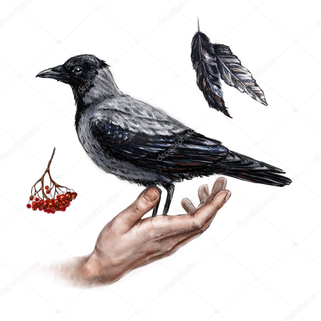 Crow sitting on his palm, a bunch of Rowan. Graphic illustration on white background.