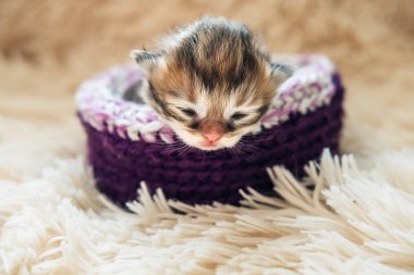 Yeni doğmuş yavru İngiliz doğurmak. 