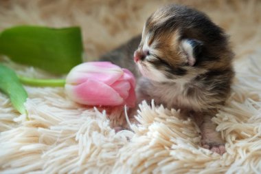 Newborn kitten of the British breed. With tulip clipart