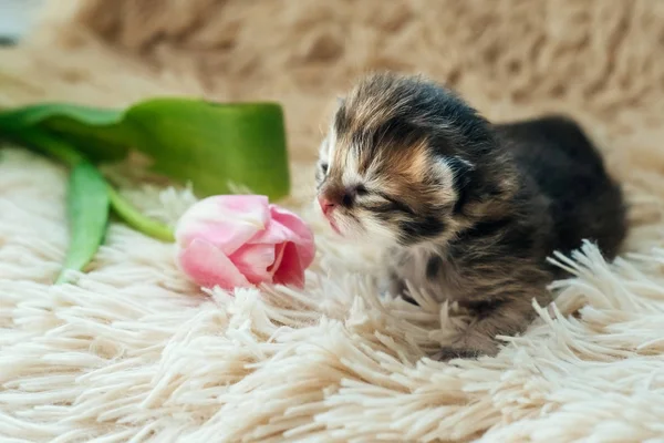 Gatinho Recém Nascido Raça Britânica Com Tulipa — Fotografia de Stock