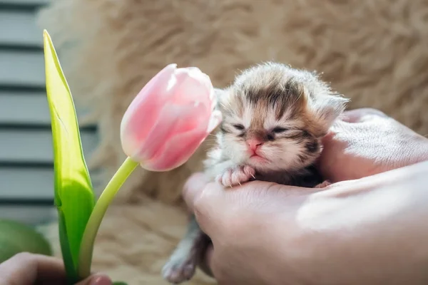 Neugeborenes Kätzchen Der Britischen Rasse Mit Tulpe Auf Der Hand — Stockfoto