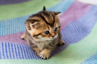 Küçük güzel yavru kedi şeritli renk İngiliz doğurmak