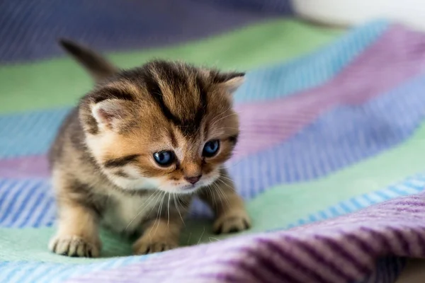 Kleine Mooie Kittens Gestreept Kleur Britse Ras — Stockfoto