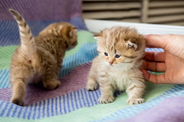 Pequenos Belos Gatinhos Listrados Cor Raça Britânica — Fotografia de Stock
