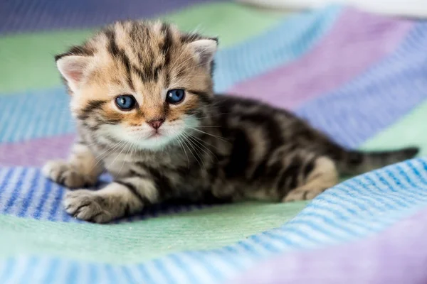 Pequeño Hermoso Gatitos Rayado Color Británico Crianza —  Fotos de Stock