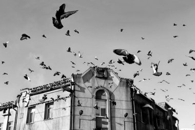 Gökyüzüne karşı eski bir binanın tepesinden bir sürü Güvercin uçar.