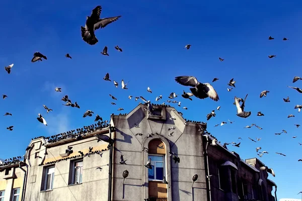 Ein Schwarm Tauben Fliegt Vom Dach Eines Alten Gebäudes Gegen — Stockfoto