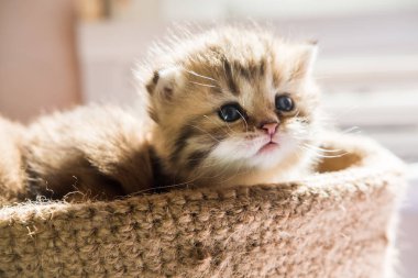 Örme sepet içinde İngiliz doğurmak küçük şirin kedi yavrusu. Mermer renk çizgili.