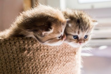 Örme sepet içinde İngiliz doğurmak küçük şirin kedi yavrusu. Mermer renk çizgili.