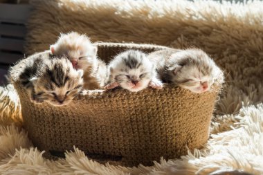 Örme sepet içinde İngiliz doğurmak küçük şirin kedi yavrusu. Mermer renk çizgili.