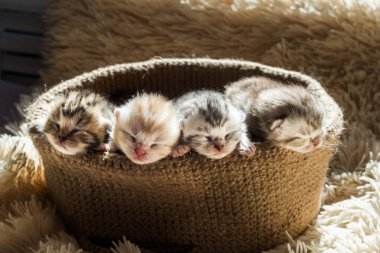 Örme sepet içinde İngiliz doğurmak küçük şirin kedi yavrusu. Mermer renk çizgili.