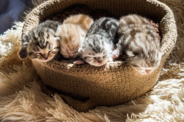 Örme sepet içinde İngiliz doğurmak küçük şirin kedi yavrusu. Mermer renk çizgili.