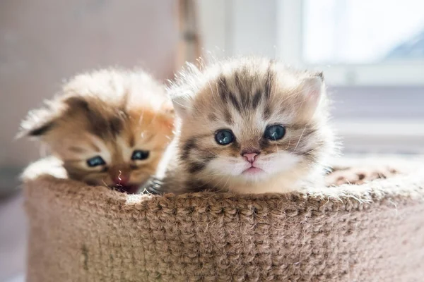 Pequenos Gatinhos Bonitos Raça Britânica Uma Cesta Malha Cor Mármore — Fotografia de Stock