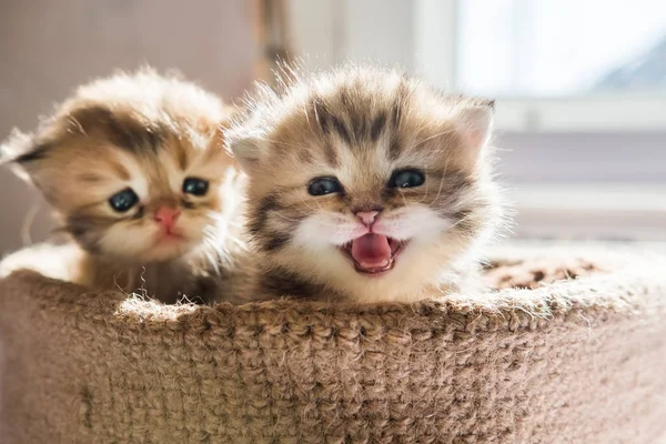 Pequeños Gatitos Lindos Raza Británica Una Canasta Punto Color Mármol —  Fotos de Stock