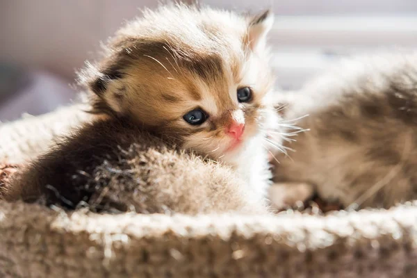 Pequenos Gatinhos Bonitos Raça Britânica Uma Cesta Malha Cor Mármore — Fotografia de Stock