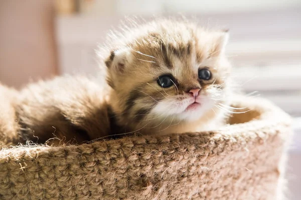 Pequenos Gatinhos Bonitos Raça Britânica Uma Cesta Malha Cor Mármore — Fotografia de Stock