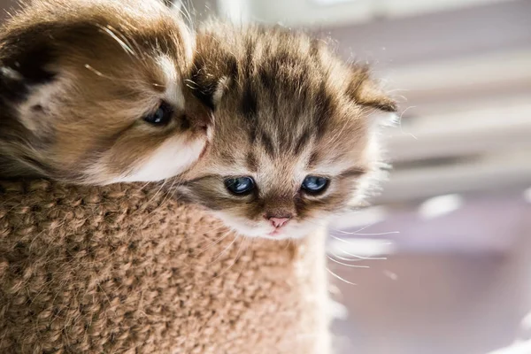 Kleine Süße Kätzchen Britischer Rasse Einem Gestrickten Korb Gestreifte Marmorfarbe — Stockfoto