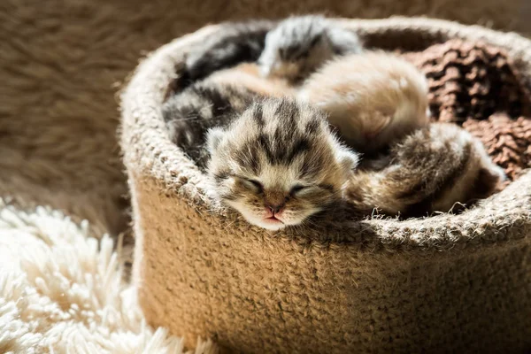 Pequeños Gatitos Lindos Raza Británica Una Canasta Punto Color Mármol —  Fotos de Stock