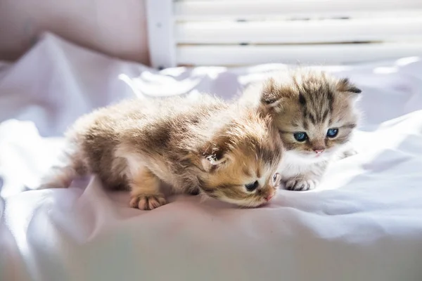 Kittens British Breed Brown Striped Marble Color White Fabric Sun — Stock Photo, Image