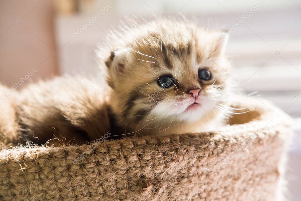 Little cute kittens of British breed in a knitted basket. Striped marble color.