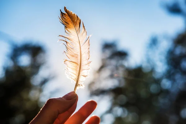 Hand Holds His Fingers Feather Lit Sun Blue Sky — Stock Photo, Image